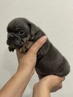 LITTLE RO, a male English Bulldog for sale in Orlando, FL – Photo 9 of 10