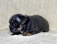 LITTLE RO, a male English Bulldog for sale in Orlando, FL – Photo 8 of 10