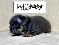 LITTLE RO, a male English Bulldog for sale in Orlando, FL – Photo 1 of 10