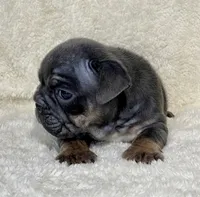 LITTLE RO, a male English Bulldog for sale in Orlando, FL – Photo 10 of 10