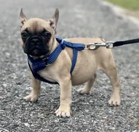 READE, a male French Bulldog for sale in Orlando, FL – Photo 2 of 5