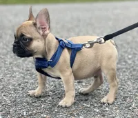 READE, a male French Bulldog for sale in Orlando, FL – Photo 1 of 5