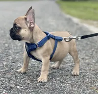 READE, a male French Bulldog for sale in Orlando, FL – Photo 3 of 5