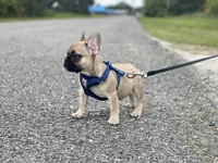 READE, a male French Bulldog for sale in Orlando, FL – Photo 4 of 5