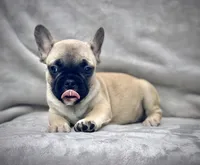 RUBBLE, a male French Bulldog for sale in Orlando, FL – Photo 5 of 9