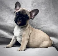 RUBBLE, a male French Bulldog for sale in Orlando, FL – Photo 2 of 9
