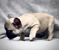 RUBBLE, a male French Bulldog for sale in Orlando, FL – Photo 4 of 9