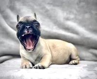 RUBBLE, a male French Bulldog for sale in Orlando, FL – Photo 3 of 9