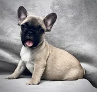 RUBBLE, a male French Bulldog for sale in Orlando, FL – Photo 1 of 9