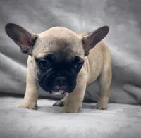 RUBBLE, a male French Bulldog for sale in Orlando, FL – Photo 7 of 9