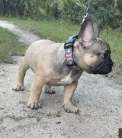 JAX, a male French Bulldog for sale in Orlando, FL – 3 of 9