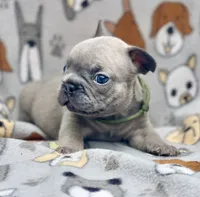LOKI, a male French Bulldog for sale in Orlando, FL – 4 of 10