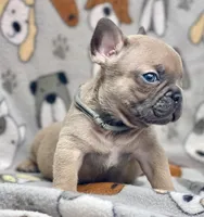 BEAU, a male French Bulldog for sale in Orlando, FL – 7 of 10