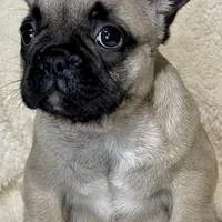 LULU, a female French Bulldog for sale in Orlando, FL – Photo 3 of 8