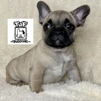 LULU, a female French Bulldog for sale in Orlando, FL – Photo 2 of 8