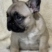 LULU, a female French Bulldog for sale in Orlando, FL – Photo 7 of 8