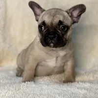 LULU, a female French Bulldog for sale in Orlando, FL – Photo 5 of 8