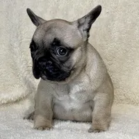 LULU, a female French Bulldog for sale in Orlando, FL – Photo 8 of 8