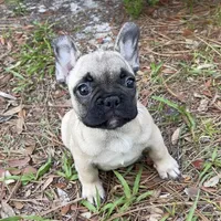 LULU, a female French Bulldog for sale in Orlando, FL – Photo 1 of 8