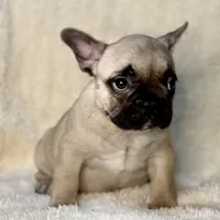 LULU, a female French Bulldog for sale in Orlando, FL – Photo 4 of 8