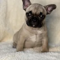 LULU, a female French Bulldog for sale in Orlando, FL – Photo 6 of 8