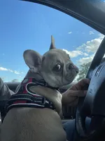 BABY HULK, a male French Bulldog for sale in Orlando, FL – Photo 1 of 9