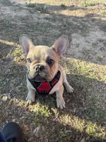BABY HULK, a male French Bulldog for sale in Orlando, FL – Photo 4 of 9