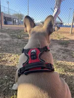 BABY HULK, a male French Bulldog for sale in Orlando, FL – Photo 9 of 9