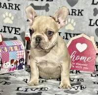 BABY HULK, a male French Bulldog for sale in Orlando, FL – Photo 2 of 9