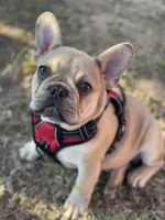 BABY HULK, a male French Bulldog for sale in Orlando, FL – Photo 3 of 9