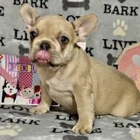 BABY HULK, a male French Bulldog for sale in Orlando, FL – Photo 8 of 9