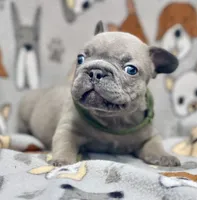 LOKI, a male French Bulldog for sale in Orlando, FL – 1 of 10