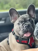 KONG, a male French Bulldog for sale in Orlando, FL – Photo 4 of 10