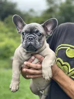 KONG, a male French Bulldog for sale in Orlando, FL – Photo 8 of 10