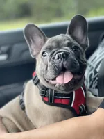 KONG, a male French Bulldog for sale in Orlando, FL – Photo 1 of 10