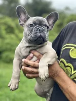 KONG, a male French Bulldog for sale in Orlando, FL – Photo 2 of 10