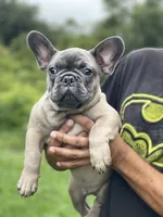 KONG, a male French Bulldog for sale in Orlando, FL – Photo 5 of 10