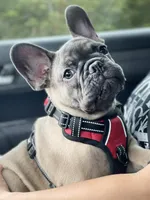 KONG, a male French Bulldog for sale in Orlando, FL – Photo 10 of 10