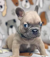 BEAU, a male French Bulldog for sale in Orlando, FL – 5 of 10