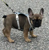 TRINITY , a female French Bulldog for sale in Orlando, FL – 3 of 4