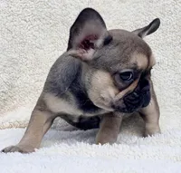 TINY, a female French Bulldog for sale in Orlando, FL – Photo 7 of 9