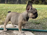 TINY, a female French Bulldog for sale in Orlando, FL – Photo 3 of 9