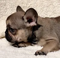 TINY, a female French Bulldog for sale in Orlando, FL – Photo 8 of 9