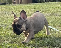 TINY, a female French Bulldog for sale in Orlando, FL – Photo 6 of 9
