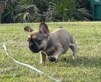 TINY, a female French Bulldog for sale in Orlando, FL – Photo 1 of 9