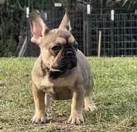 TINY, a female French Bulldog for sale in Orlando, FL – Photo 4 of 9