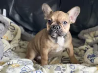 ROXIE, a female French Bulldog for sale in Orlando, FL – Photo 1 of 6