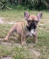 ROXIE, a female French Bulldog for sale in Orlando, FL – Photo 4 of 6