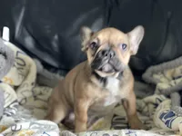 ROXIE, a female French Bulldog for sale in Orlando, FL – Photo 6 of 6