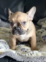 ROXIE, a female French Bulldog for sale in Orlando, FL – Photo 2 of 6